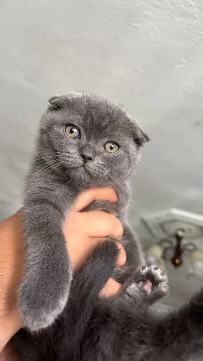 Kedilerimin İkiside Erkek Kuru Mama Ve Tuvalet Eğitimleri