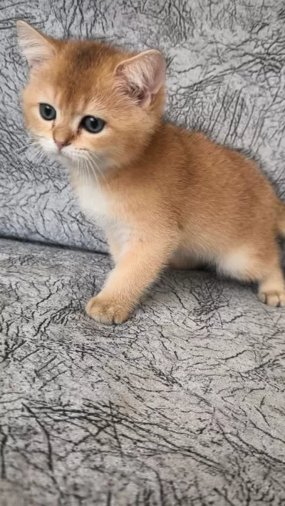 Golden British Shorthair Güzellikler Teslime Hazır
