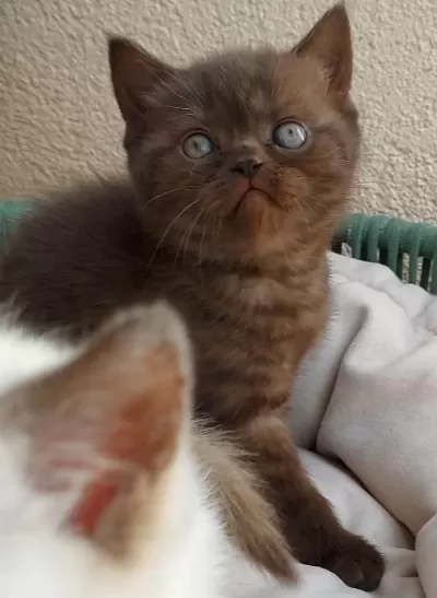 Chocolate Point British Shorthair