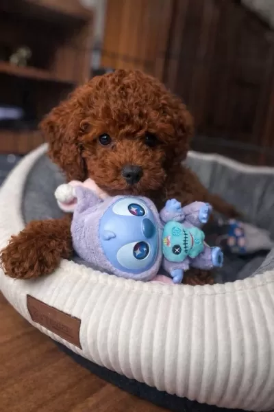 Kore Kan Poodle Yavrular