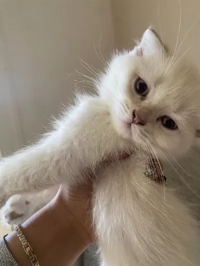 2 Aylık Scottish Fold Bebekler