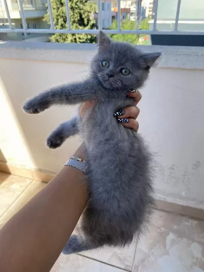 2 Aylık British Shorthair Bebekler