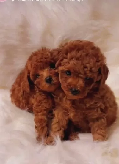 Toy Poodle İrk Garantili Yavru Köpekler