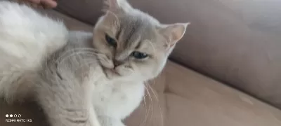 British Shorthair Yetişkin Dişi