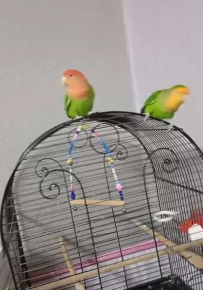 Harika Çift Sevda Papağanı