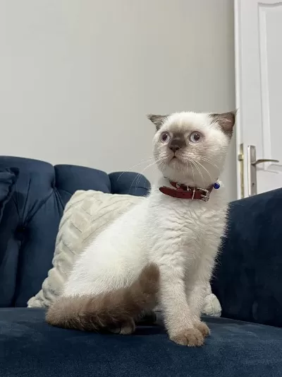 Scottish Fold Çikolata Point