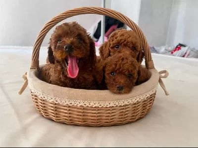 Dunya Tatlisi Poodle Minikler