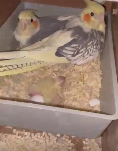 Anne Ve Baba Çok Güzel Bakıcı Sultan Papağanı