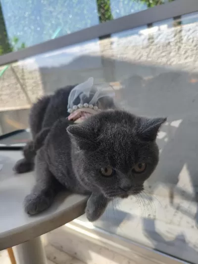 British Shorthair 10 Aylık