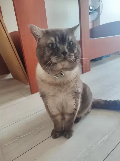 British Shorthair 2 Yaşında Erkek