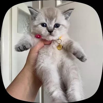 Boncuk British Shorthair Kardeşler