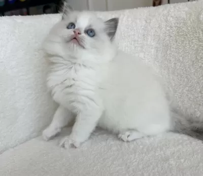 Safkan 2.5 Aylık Dişi Ragdoll