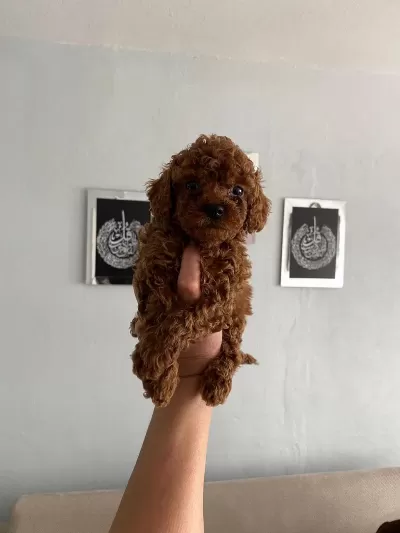 Toy Poodle Yavrular Orijinal Ev Üretimi