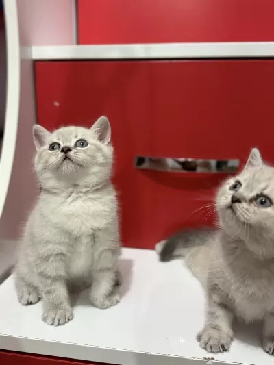 (uygun) Lynx Point British Shorthair Yavrular