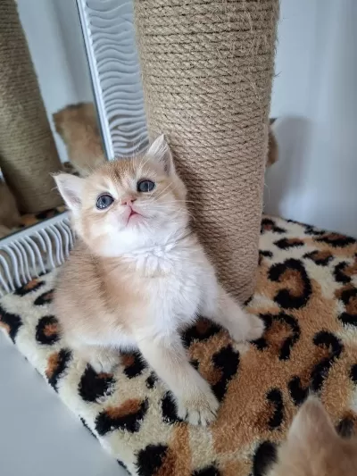 Safkan British Shorthair Kediler (uygundur)