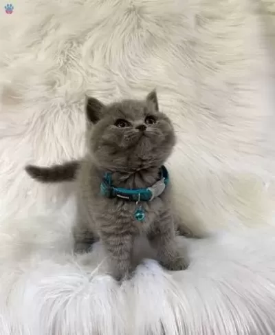 British Shorthair Yavrularımız