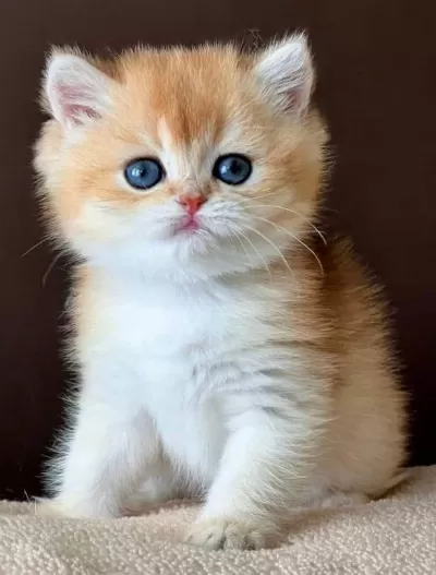 Kusursuz Güzelliğiyle Golden Ny12 British Shorthair