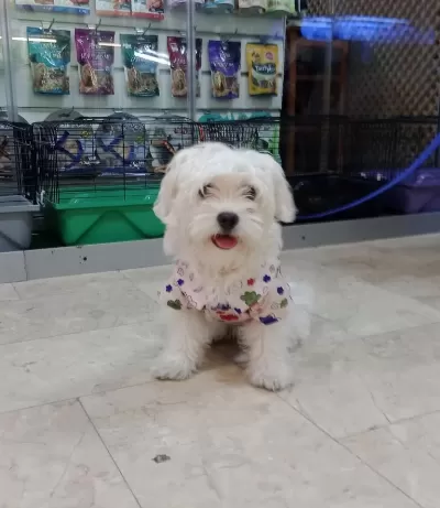 Maltese Terrier Köpeği