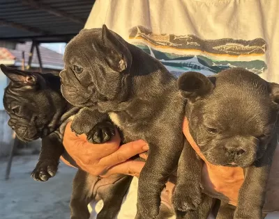 Kaliteli Kan Hattına Sahip French Bulldog Yavruları