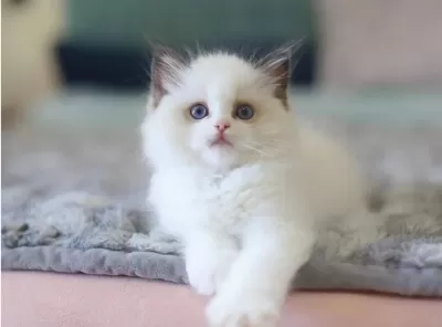 Türkiyenin En Değerli Kedisi Ragdoll