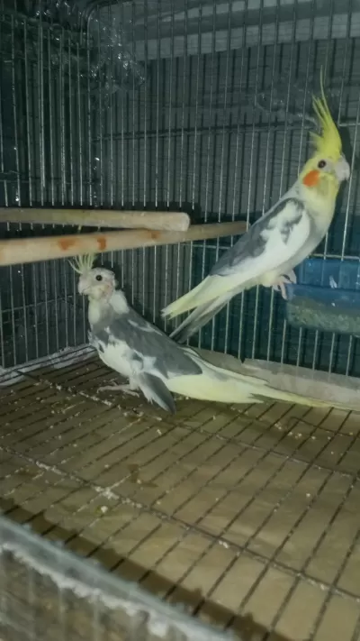 Sultan Papağanı Yavru Ve Damızlık Kuşlar