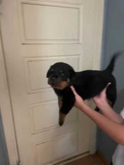 Son 2 Erkek Yavru Rottweiler İrtibata Gecebilirsiniz