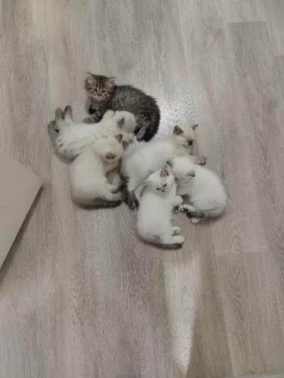 2 Aylık Yavru Kediler 5 Adet