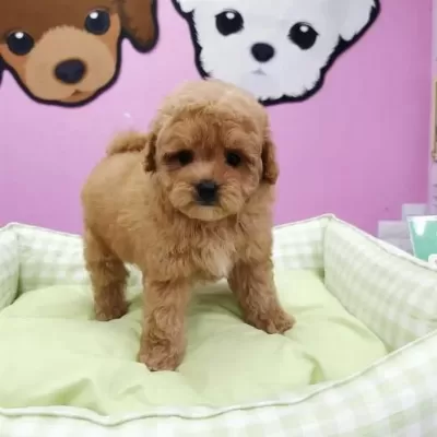 F2 Maltipoo Yavrulari