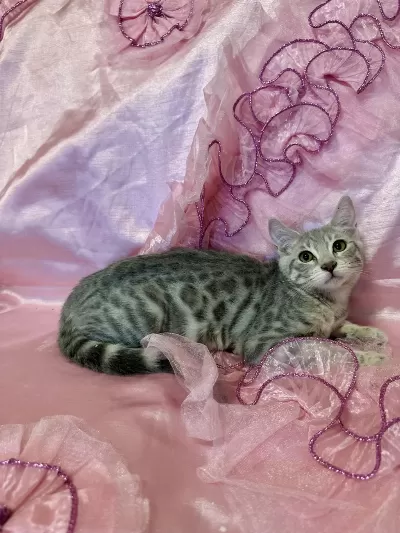 Silver Bengal Kedisi Yavrular