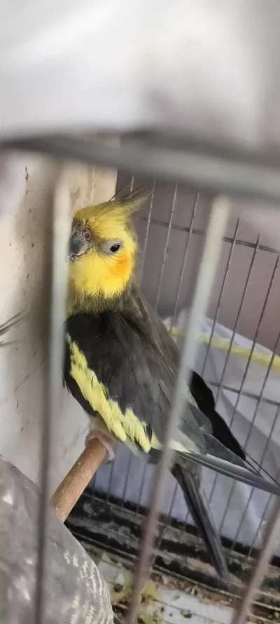 Harika Sultan Papağanları