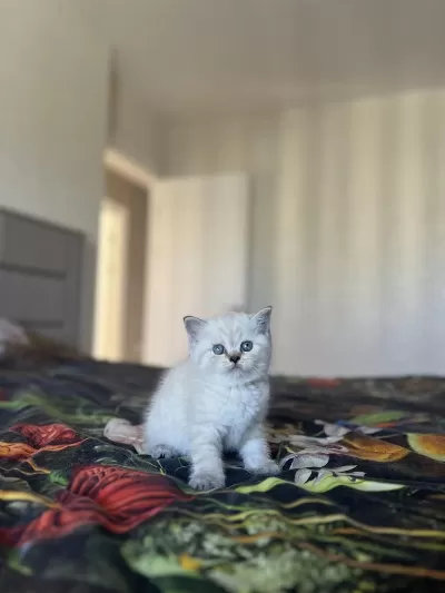 British Shorthair Silver Point Yavrularim