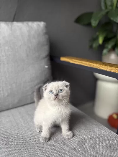 Scottish Fold Blue Point Yavrularim
