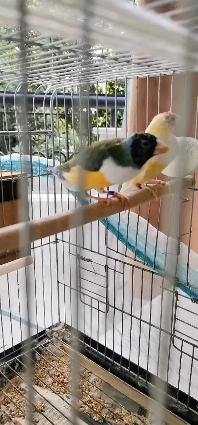 İspinoz Kuşlar Dişi Erkek