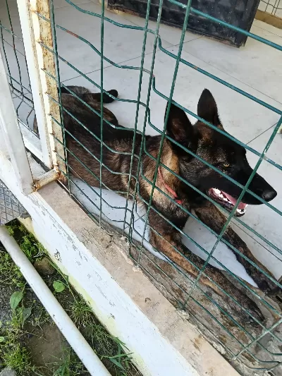 8 aylık Belçika kurdu erkek temel itaat eğitimi verilmiş izle otur yat kal top  ipli top oyuncak baytla oynuyor at getir yapıyor eğitimli köpek  bıranş eğitimine girecek seviyede çok iyi burnu olan ve çok zeki eğitmeninden