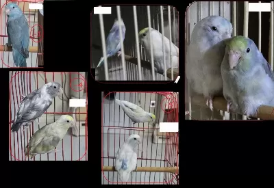 Çeşit Çeşit Forpus Çift Papağanlar