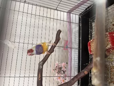 Erkek Mutasyon Goldian Finch