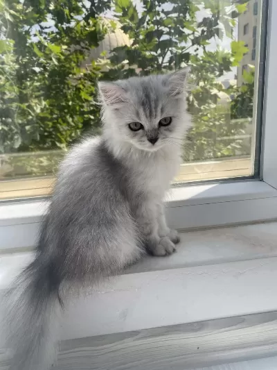 British Longhair Güzel Kızımız
