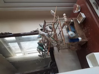 5 Adet Yavru Muhabbet Kuşu