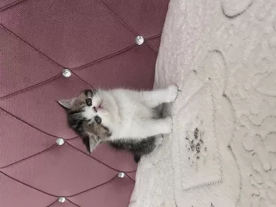 Ev Doğdu Çok Kaliteli Yavru Kedimiz