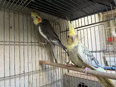 Grey Pied Sultan Papağanı Takım