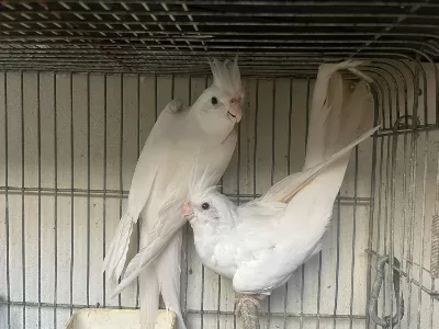 Albino Sultan Papağanı Takım