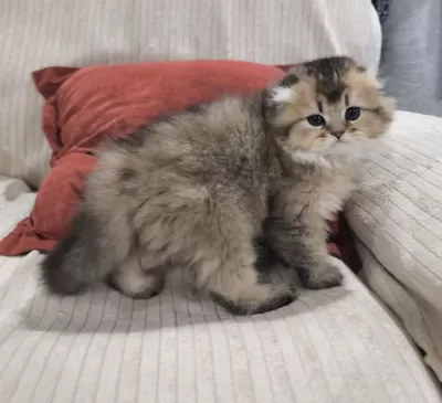 2 Aylık Golden Scottish Fold Uzun Tüylü