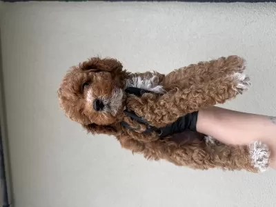 Toypoodle Bebeklerim