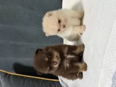 Kg Garantili Pomeranian Yavrular
