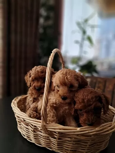 Kg Garantili Poodle Yavrular