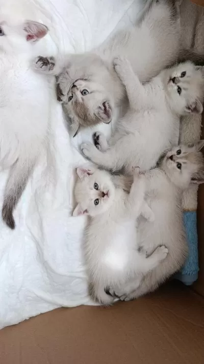 Sağlıklı British Blue Point