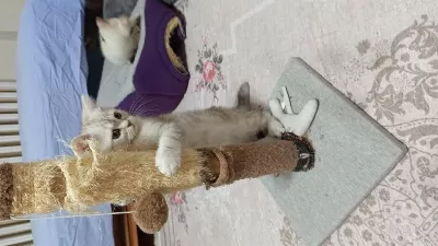 British Shorthair Ve British Golden Yavrularımız