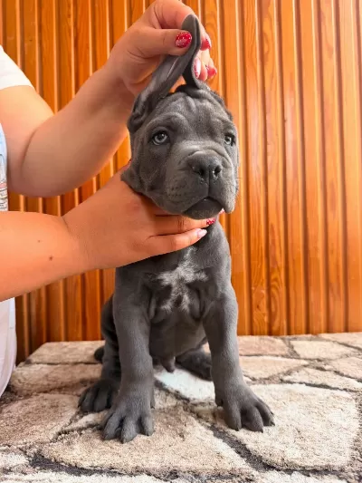 Cane Corso Türünün En İyilerinden