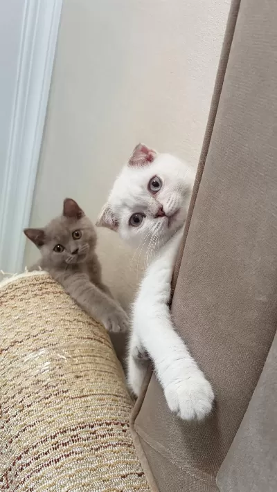 Scottish Fold Yavrumuz