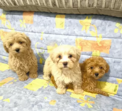Sağlıklı Maltipoo Yavrular